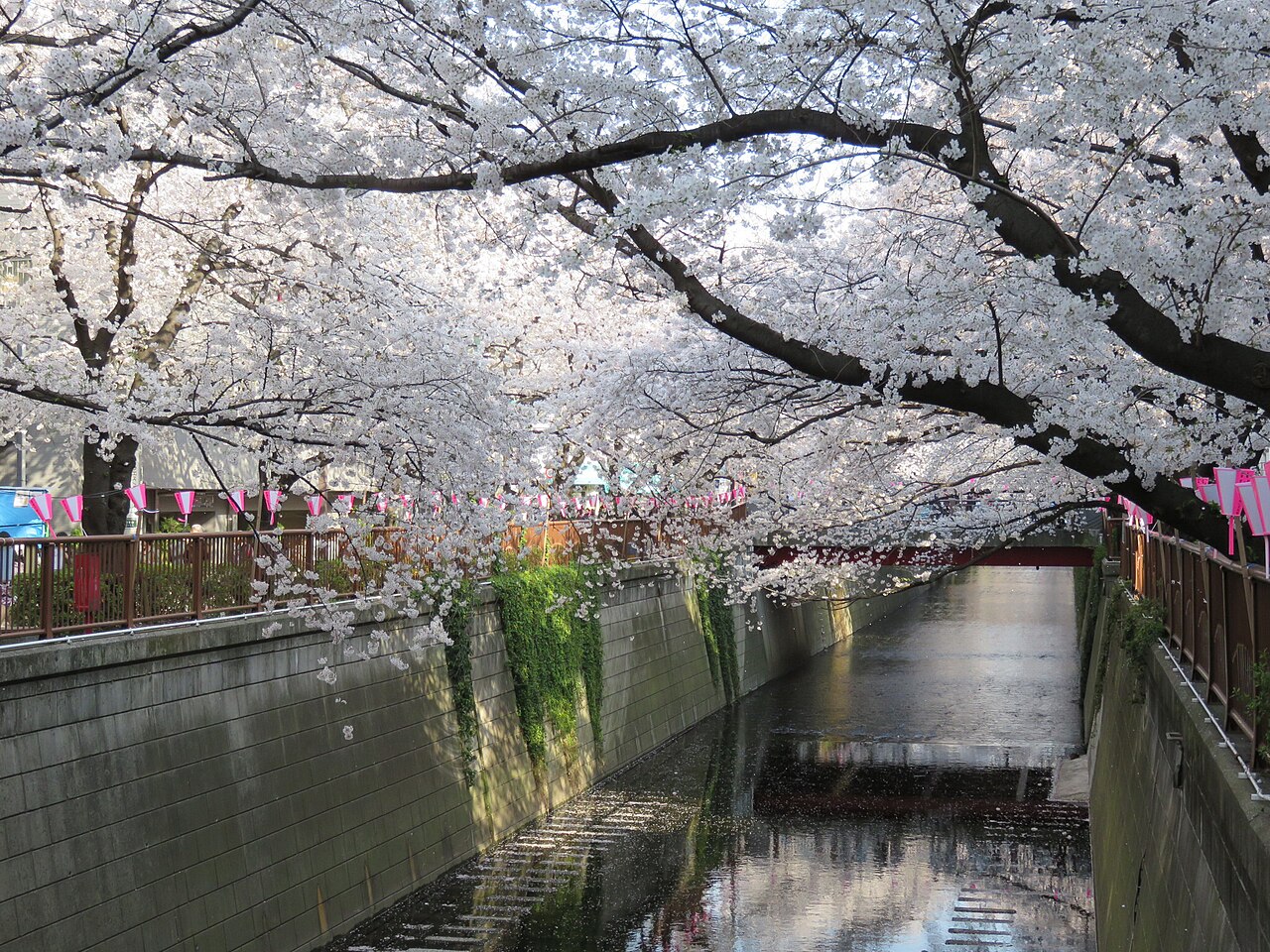 Meguro River in cherry blossom season